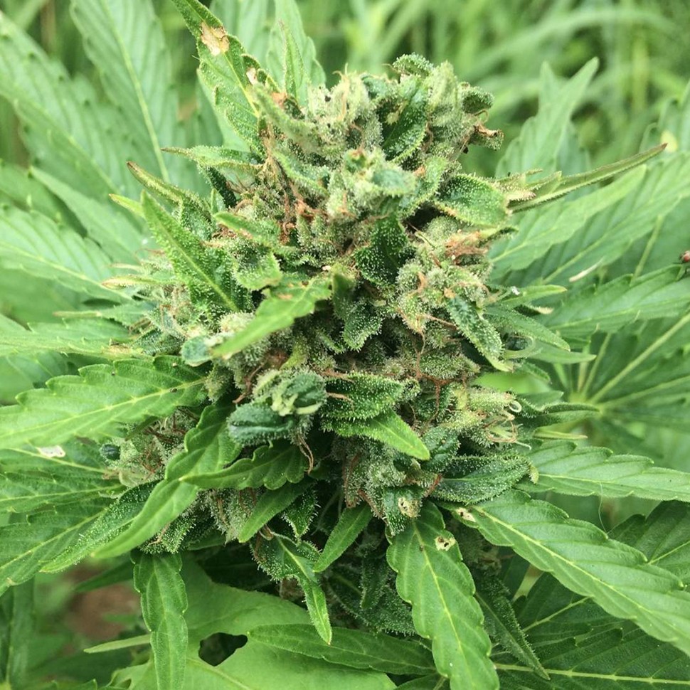 купить урожайные семена конопли Auto Super Bud feminised купить урожайные семена конопли Auto Super Bud feminised