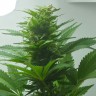 купить качественные семена конопли Auto Super Bud feminised купить качественные семена конопли Auto Super Bud feminised