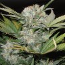 купить семена сортовой конопли Auto Super Bud feminised купить семена сортовой конопли Auto Super Bud feminised
