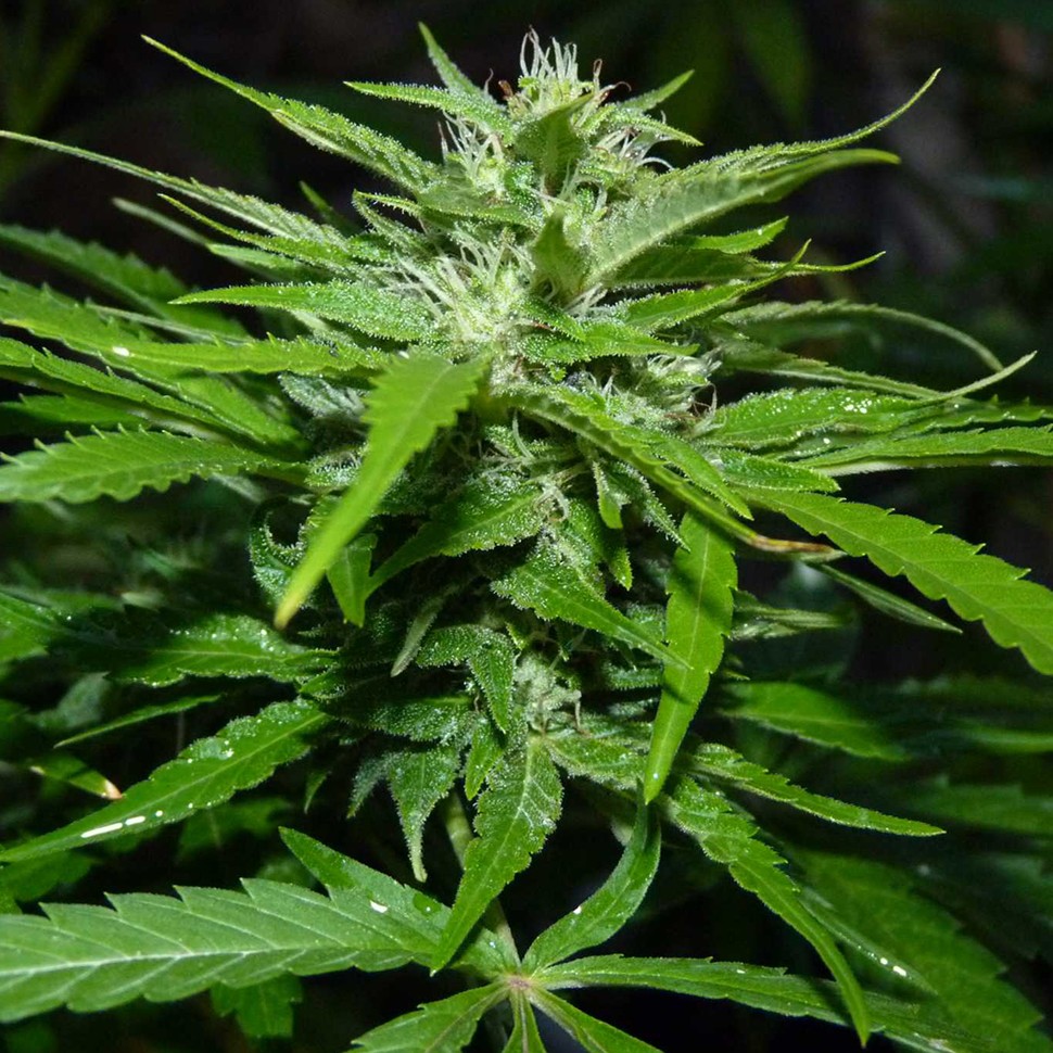 купить семена конопли f1 в оригинальной упаковке Auto Super Bud feminised купить семена конопли f1 в оригинальной упаковке Auto Super Bud feminised