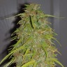 купить автоцветущие семена конопли Auto Super Bud feminised купить автоцветущие семена конопли Auto Super Bud feminised