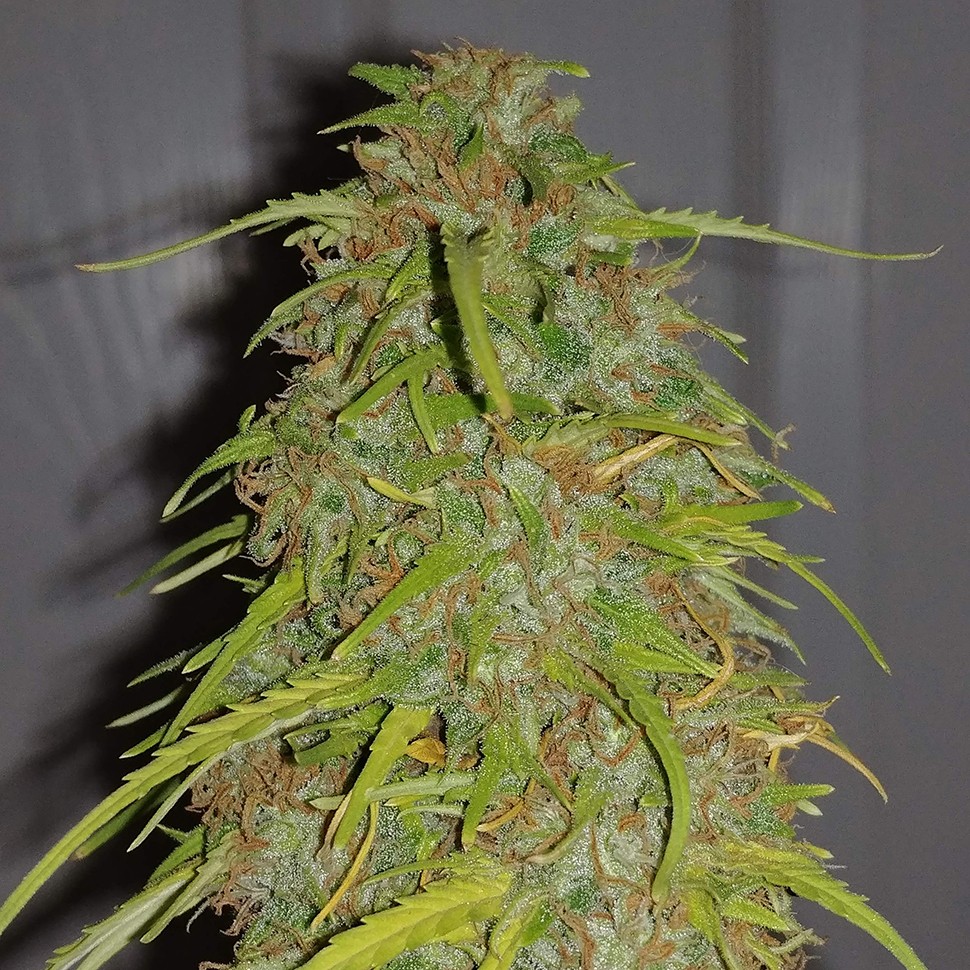 Семена конопли  Auto Super Bud feminised Ganja Seeds