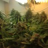 купить семена конопли интернет магазин Auto Super Bud feminised купить семена конопли интернет магазин Auto Super Bud feminised