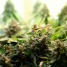 купить семена конопли в фирменной упаковке Auto Super Bud feminised купить семена конопли в фирменной упаковке Auto Super Bud feminised