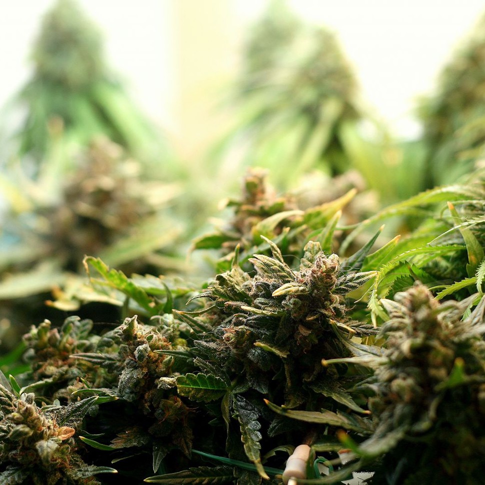купить семена конопли в фирменной упаковке Auto Super Bud feminised купить семена конопли в фирменной упаковке Auto Super Bud feminised