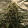 купить семена конопли с доставкой Auto Super Bud feminised купить семена конопли с доставкой Auto Super Bud feminised