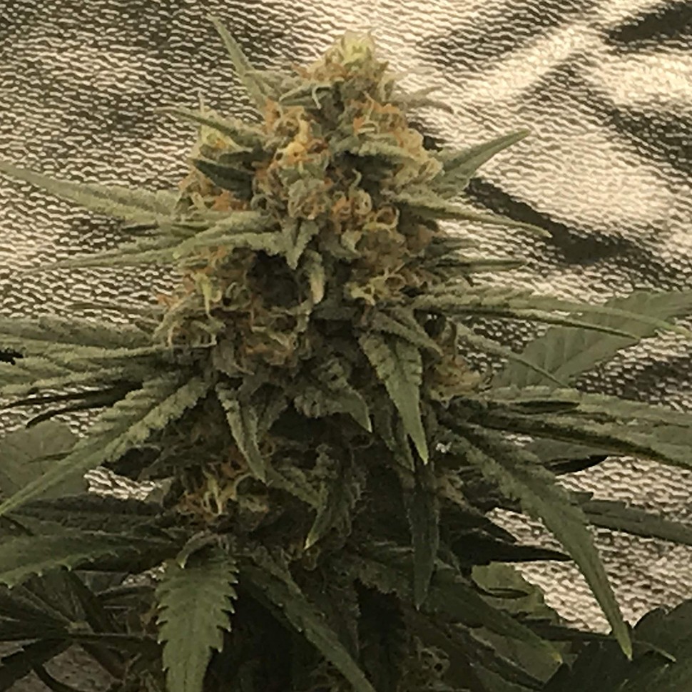 купить семена конопли с доставкой Auto Super Bud feminised купить семена конопли с доставкой Auto Super Bud feminised