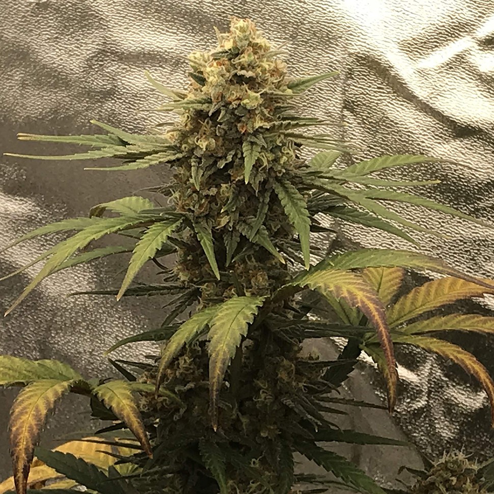 купить семена конопли в интернете Auto Super Bud feminised купить семена конопли в интернете Auto Super Bud feminised