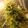 купить семена конопли аутдор Auto Super Bud feminised купить семена конопли аутдор Auto Super Bud feminised