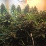 купить семена конопли элитных сортов Auto Super Bud feminised купить семена конопли элитных сортов Auto Super Bud feminised