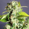 купить семена конопли марихуаны Auto Super Bud feminised купить семена конопли марихуаны Auto Super Bud feminised