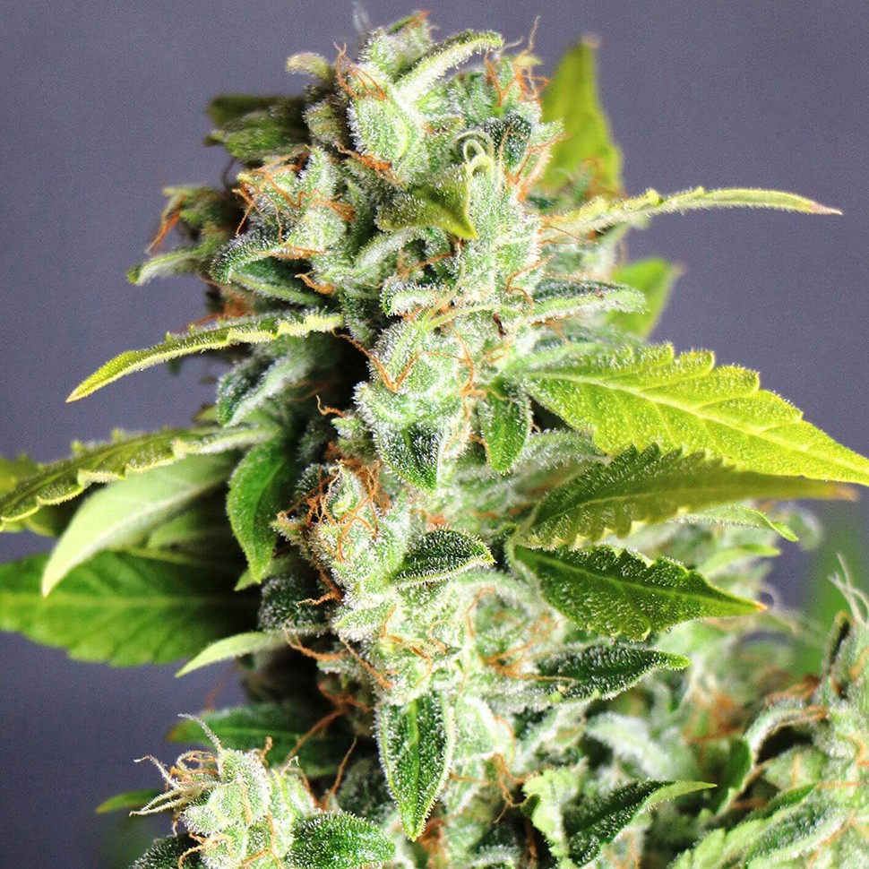 купить семена конопли марихуаны Auto Super Bud feminised купить семена конопли марихуаны Auto Super Bud feminised