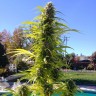 купить семена конопли для выращивания Auto Super Bud feminised купить семена конопли для выращивания Auto Super Bud feminised