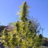 купить семена конопли Киев Auto Super Bud feminised купить семена конопли Киев Auto Super Bud feminised