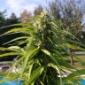 заказать семена конопли Auto Super Bud feminised заказать семена конопли Auto Super Bud feminised