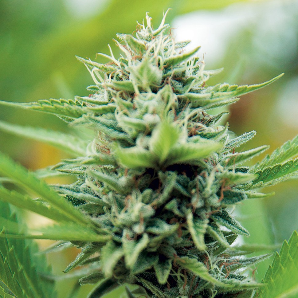 Семена каннабиса  Alexandriya regular Ganja Seeds