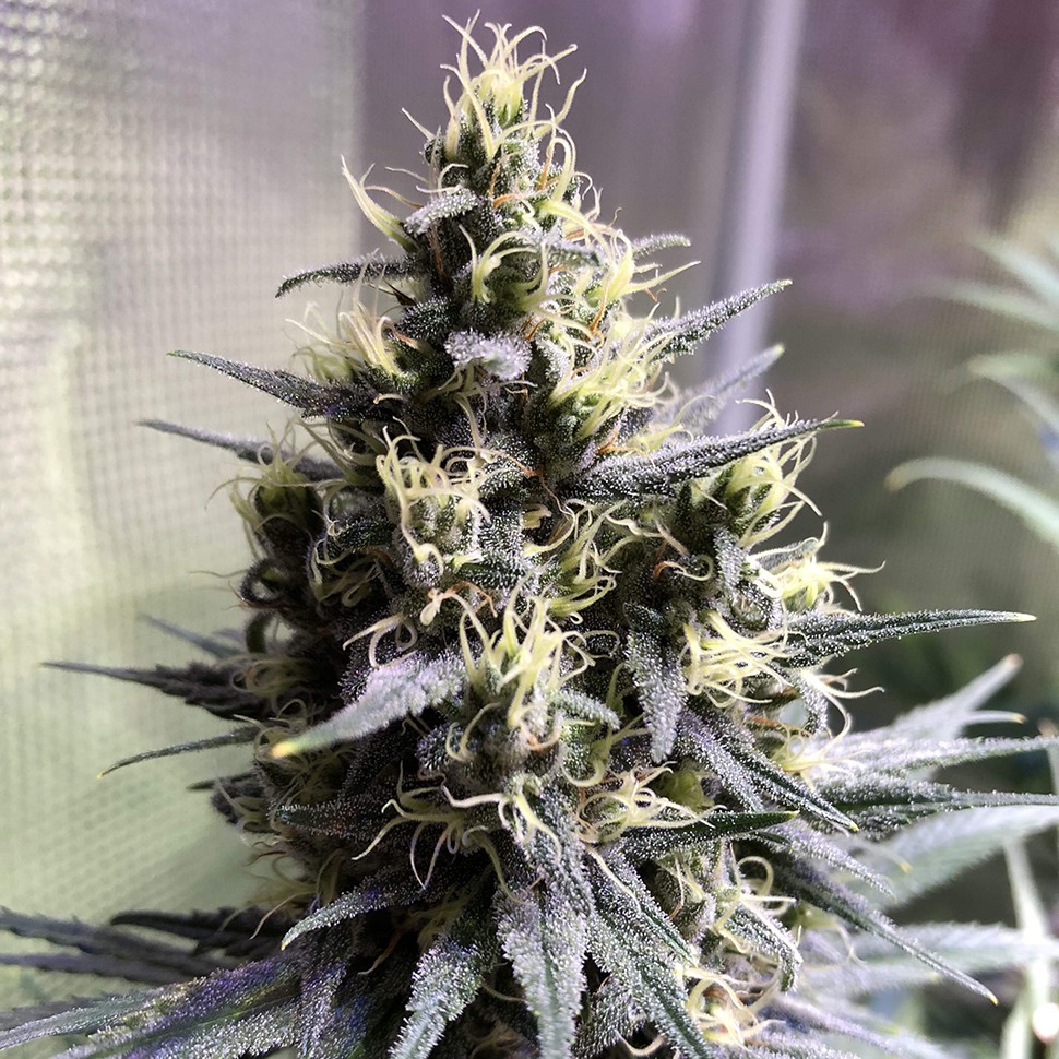 Семена каннабиса  Auto Chocolope feminised Ganja Seeds