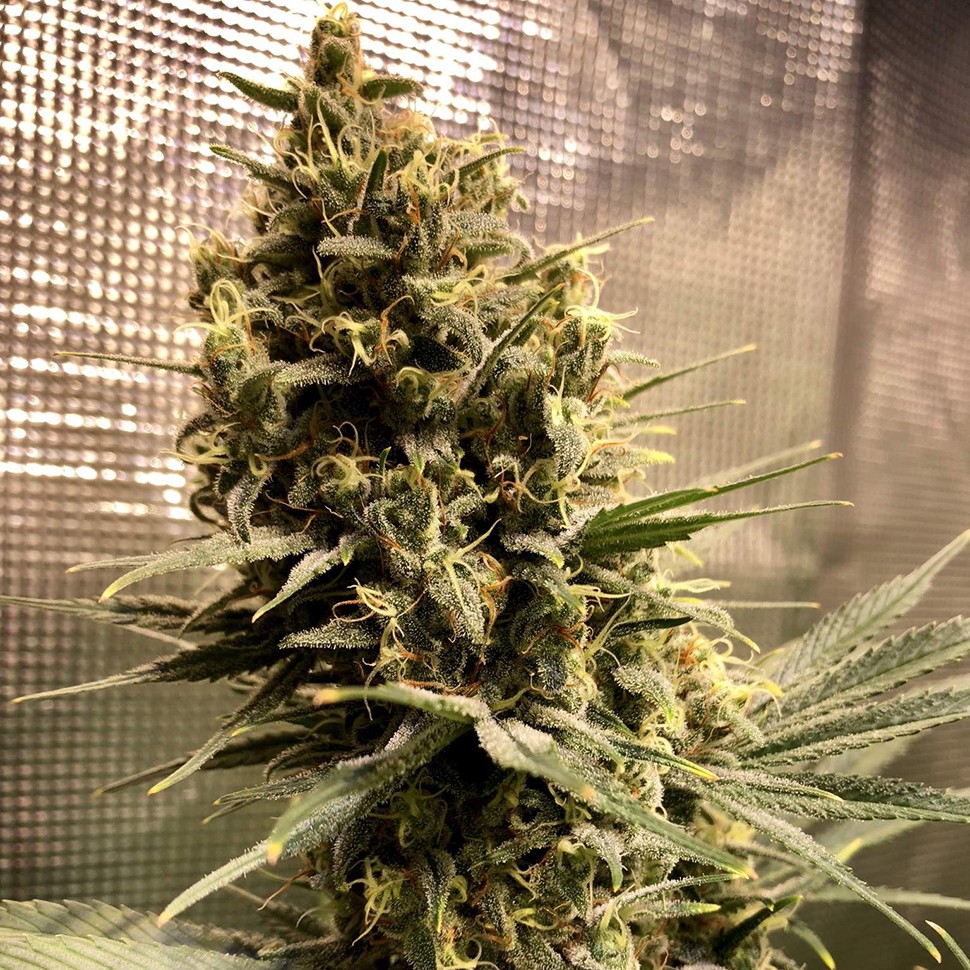 купить семена конопли f1 в оригинальной упаковке Auto Chocolope feminised купить семена конопли f1 в оригинальной упаковке Auto Chocolope feminised