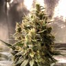 купить автоцветущие семена конопли Auto Chocolope feminised купить автоцветущие семена конопли Auto Chocolope feminised