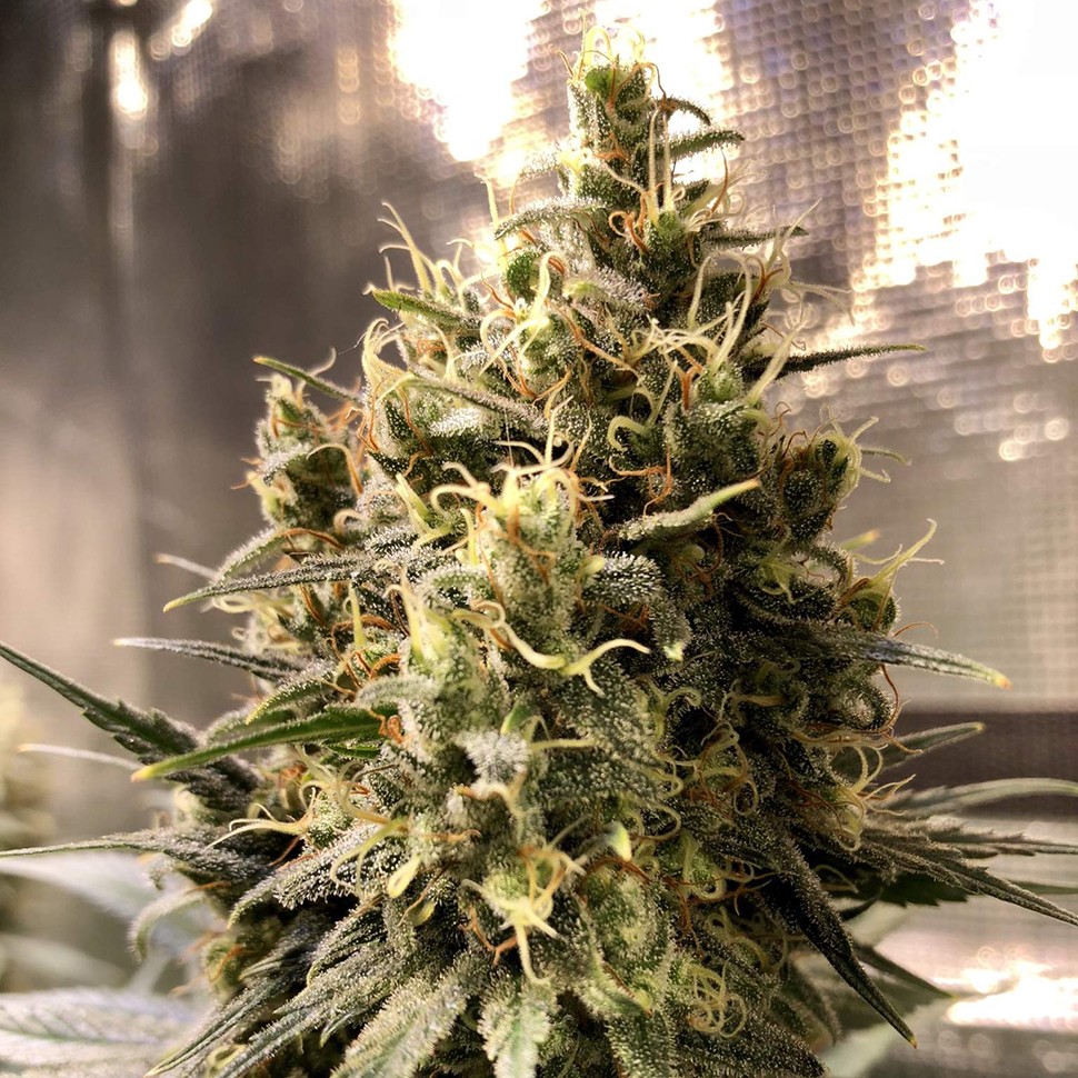 купить автоцветущие семена конопли Auto Chocolope feminised купить автоцветущие семена конопли Auto Chocolope feminised