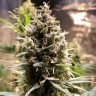 купить семена конопли интернет магазин Auto Chocolope feminised купить семена конопли интернет магазин Auto Chocolope feminised