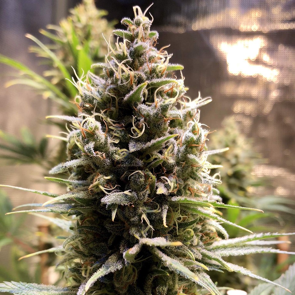купить семена конопли интернет магазин Auto Chocolope feminised купить семена конопли интернет магазин Auto Chocolope feminised