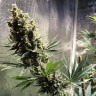 купить семена конопли в фирменной упаковке Auto Chocolope feminised купить семена конопли в фирменной упаковке Auto Chocolope feminised