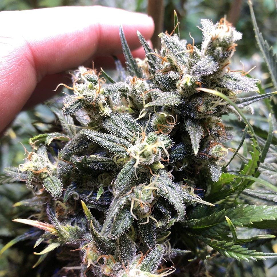 купить семена конопли автоцвет Auto Chocolope feminised купить семена конопли автоцвет Auto Chocolope feminised