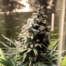 купить мощные семена конопли Auto Chocolope feminised купить мощные семена конопли Auto Chocolope feminised