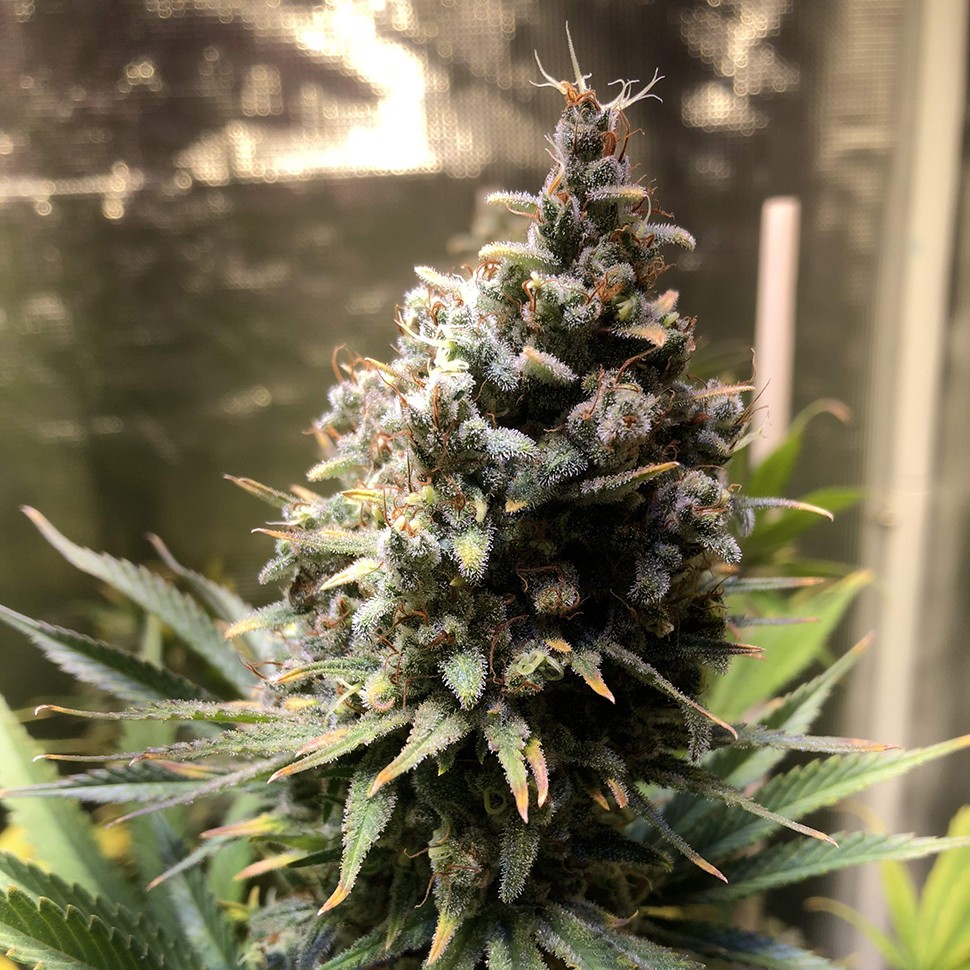 купить мощные семена конопли Auto Chocolope feminised купить мощные семена конопли Auto Chocolope feminised