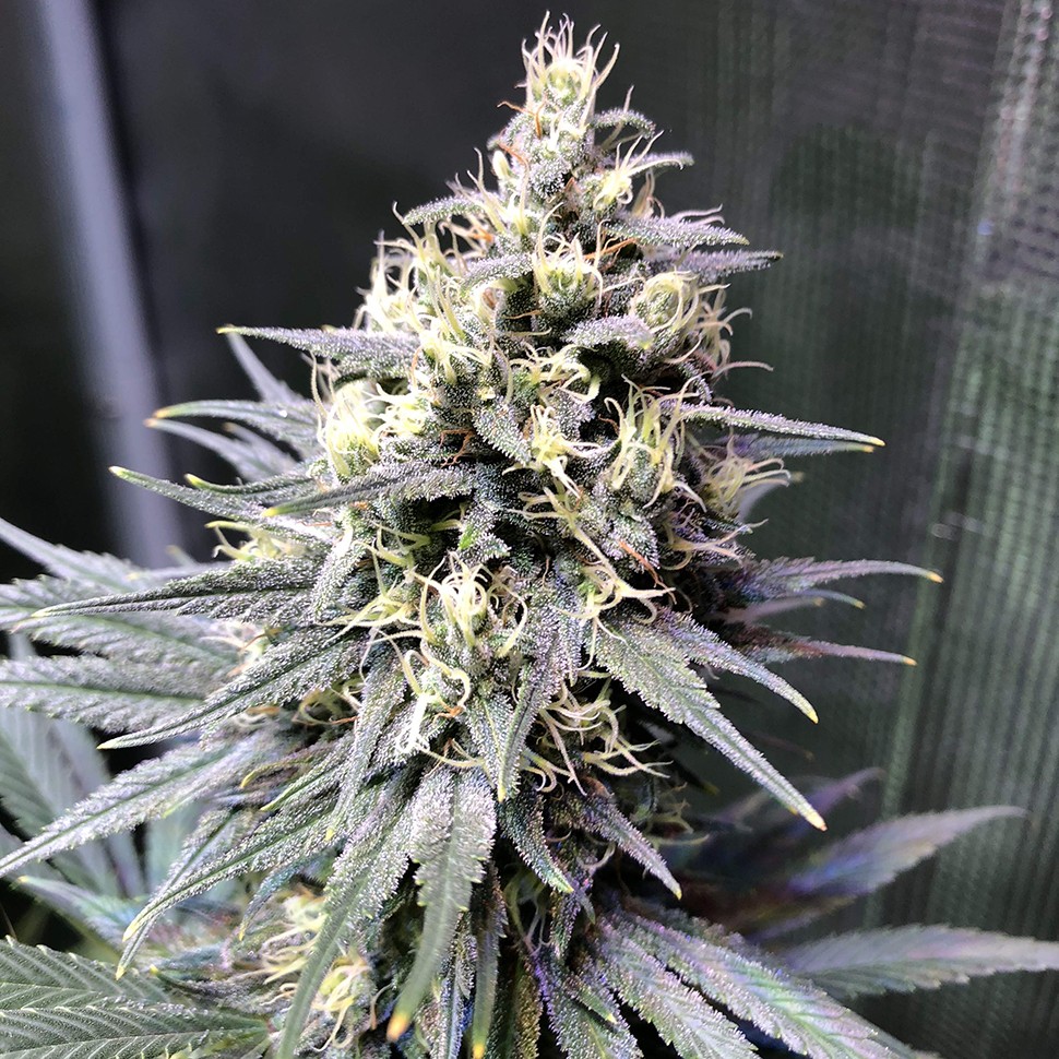 купить семена конопли с доставкой Auto Chocolope feminised купить семена конопли с доставкой Auto Chocolope feminised