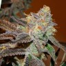 семена конопли в фирменной упаковке Seemango feminised Victory Seeds семена конопли в фирменной упаковке Seemango feminised Victory Seeds