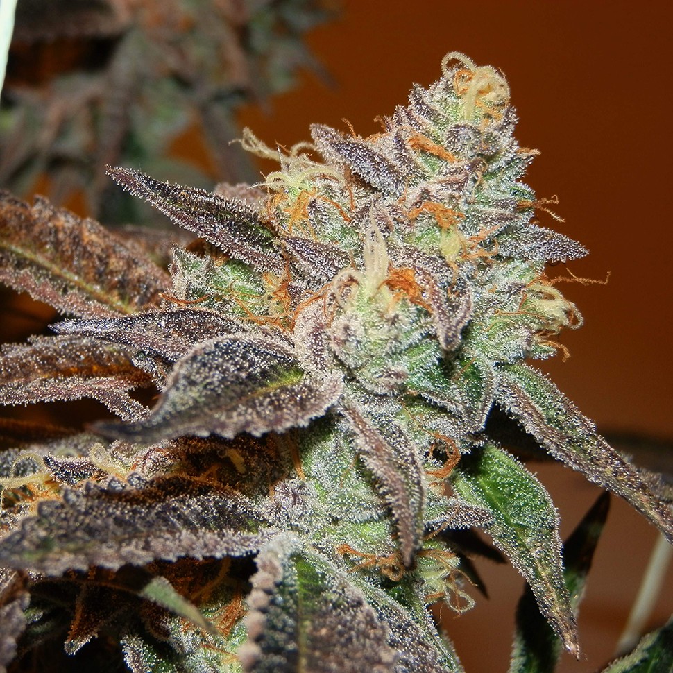 семена конопли в фирменной упаковке Seemango feminised Victory Seeds семена конопли в фирменной упаковке Seemango feminised Victory Seeds