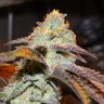 семена конопли интернет магазин Seemango feminised Victory Seeds семена конопли интернет магазин Seemango feminised Victory Seeds
