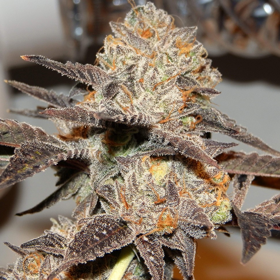 конопля семена сорта заказать Seemango feminised Victory Seeds конопля семена сорта заказать Seemango feminised Victory Seeds