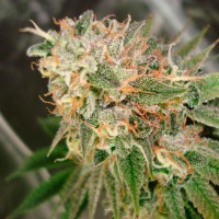 Cookies Kush feminised Ganja Seeds