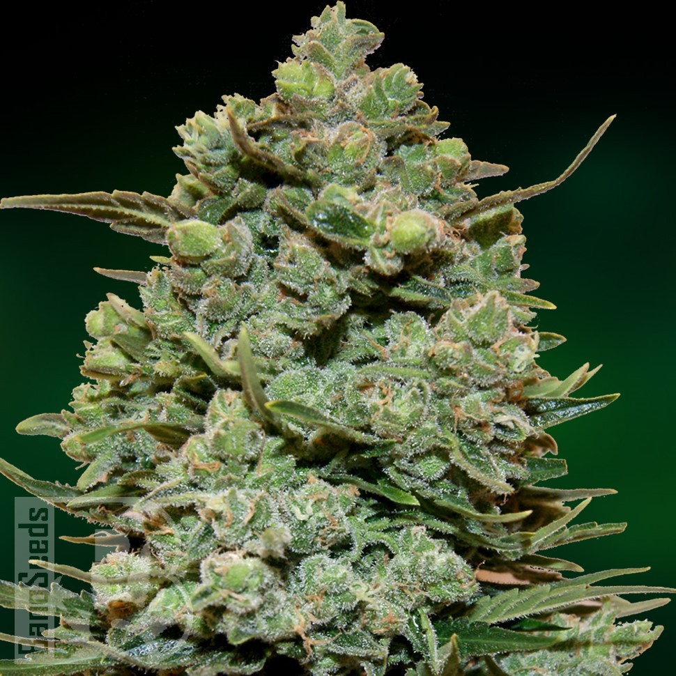 Семена конопли  Cookies Kush feminised Ganja Seeds Семена конопли  Cookies Kush feminised Ganja Seeds