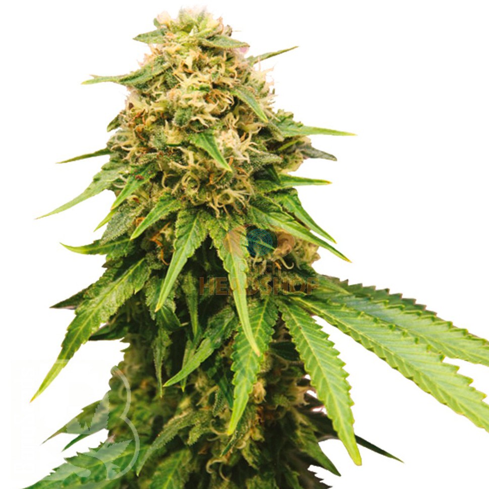 Семена конопли  Auto Royal Critical feminised Ganja Seeds