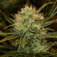 Chupacabra feminised Ganja Seeds