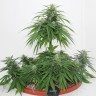 Семена ганжа  Top Skunk 44 x AK 47 feminised Ganja Seeds Семена ганжа  Top Skunk 44 x AK 47 feminised Ganja Seeds