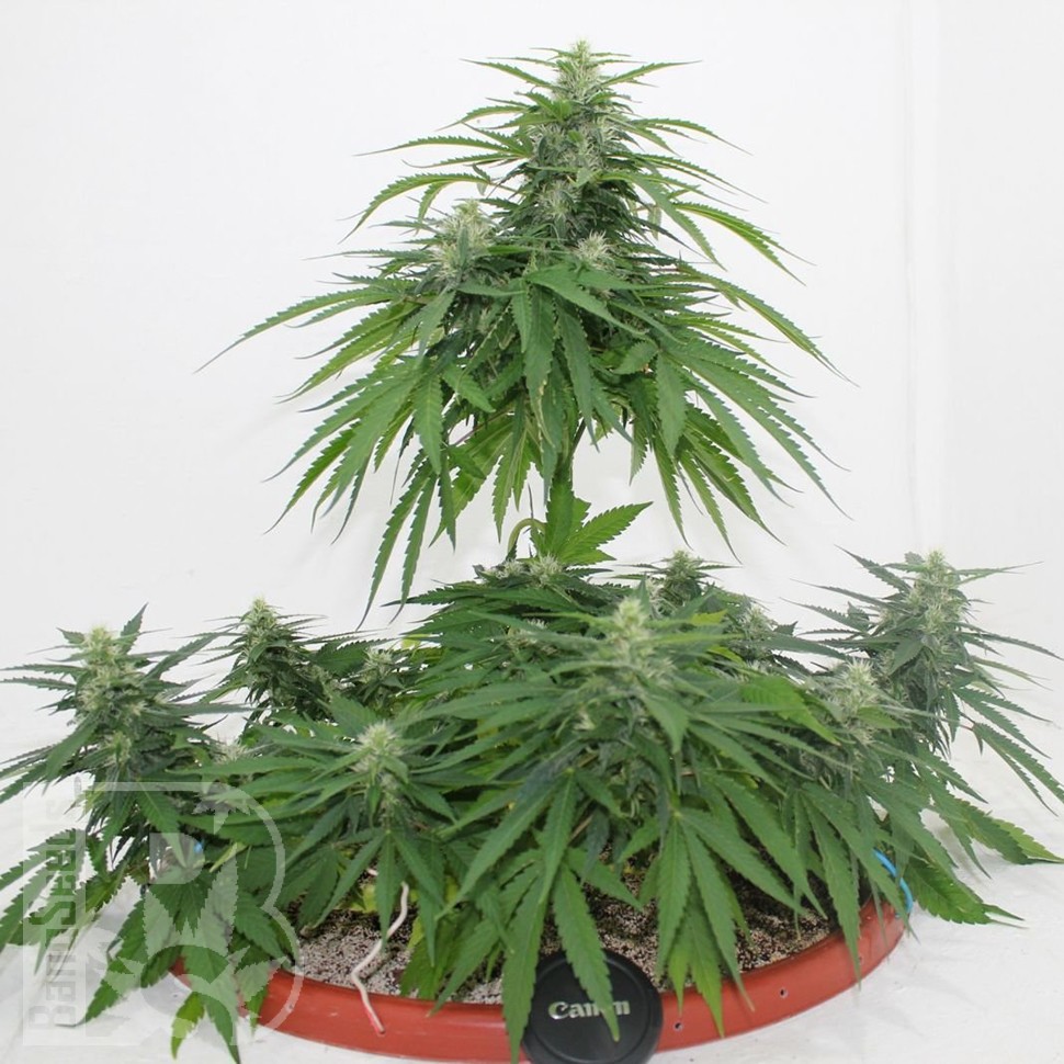 Семена ганжа  Top Skunk 44 x AK 47 feminised Ganja Seeds Семена ганжа  Top Skunk 44 x AK 47 feminised Ganja Seeds
