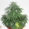 Семена ганжа  Top Skunk 44 x AK 47 feminised Ganja Seeds Семена ганжа  Top Skunk 44 x AK 47 feminised Ganja Seeds