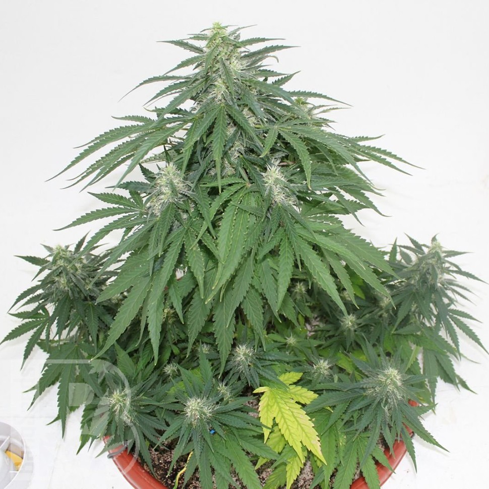 Семена ганжа  Top Skunk 44 x AK 47 feminised Ganja Seeds Семена ганжа  Top Skunk 44 x AK 47 feminised Ganja Seeds