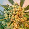 Семена ганжа  Top Skunk 44 x AK 47 feminised Ganja Seeds Семена ганжа  Top Skunk 44 x AK 47 feminised Ganja Seeds