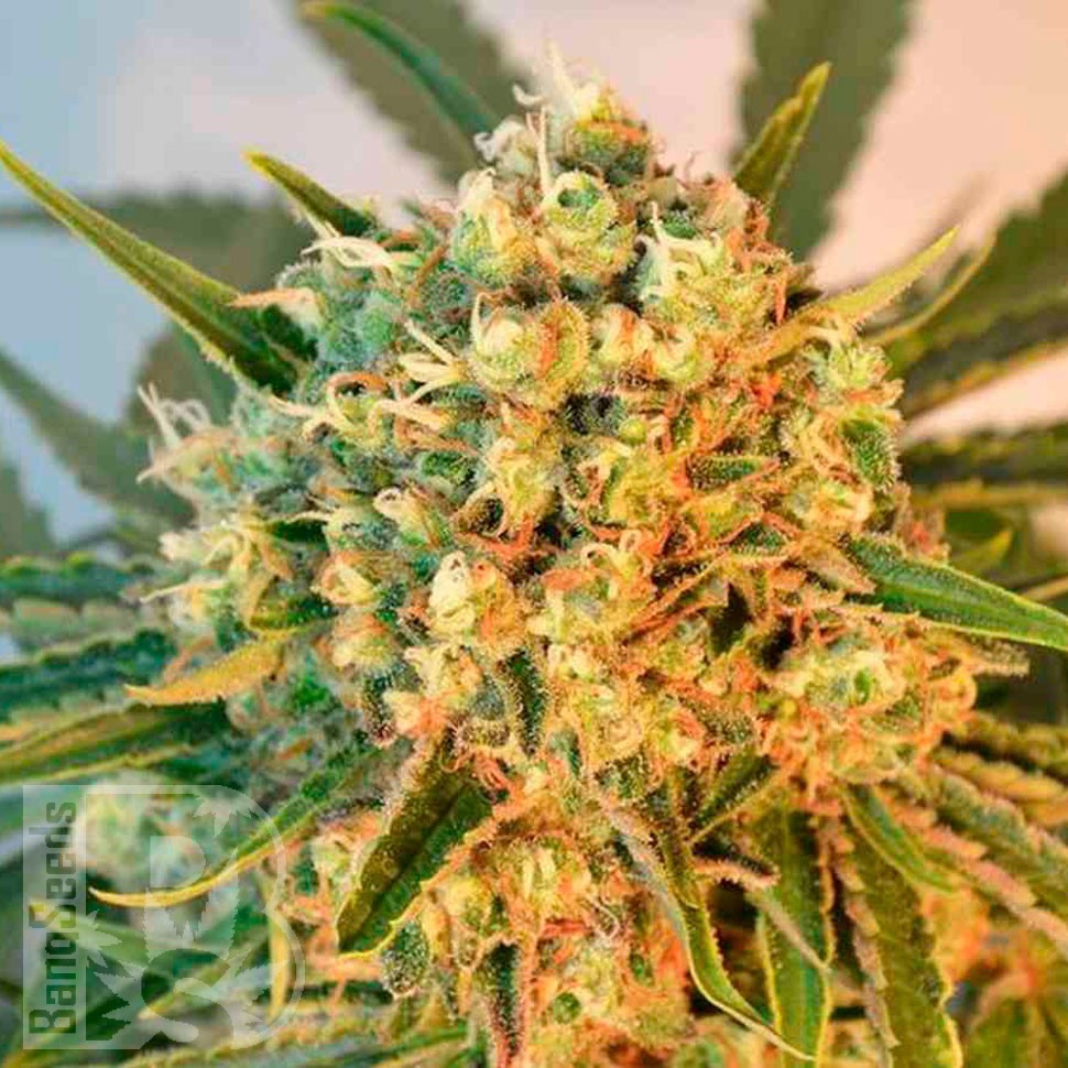 Семена ганжа  Top Skunk 44 x AK 47 feminised Ganja Seeds Семена ганжа  Top Skunk 44 x AK 47 feminised Ganja Seeds