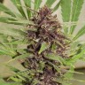 Семена ганжа  Top Skunk 44 x AK 47 feminised Ganja Seeds Семена ганжа  Top Skunk 44 x AK 47 feminised Ganja Seeds