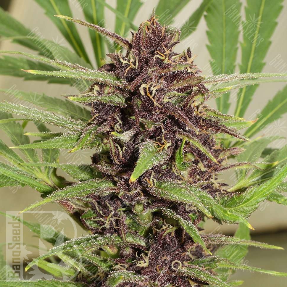 Семена ганжа  Top Skunk 44 x AK 47 feminised Ganja Seeds Семена ганжа  Top Skunk 44 x AK 47 feminised Ganja Seeds