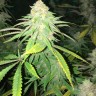 Top Skunk 44 x AK 47 feminised Ganja Seeds