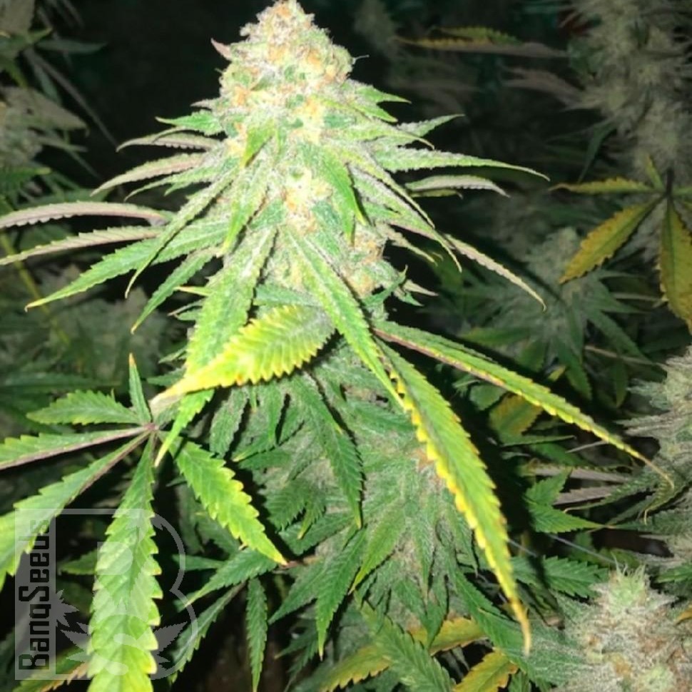 Семена ганжа  Top Skunk 44 x AK 47 feminised Ganja Seeds