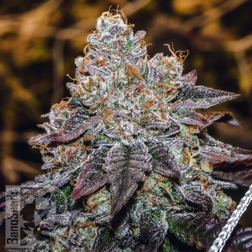 Семена  Mama Mia regular Ganja Seeds Семена  Mama Mia regular Ganja Seeds